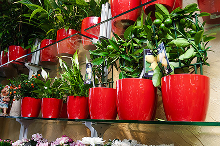 оборудование для цвтеочного магазина